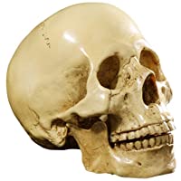 Yundxi Figura Esqueleto anatómico de la enseñanza del Modelo de Resina del cráneo Humano 1: 1 y Estatua casera (Amarillo…